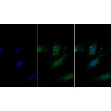 Beta-1,3-Glucuronyltransferase 1 (b3GAT1) Human Monoclonal Antibody