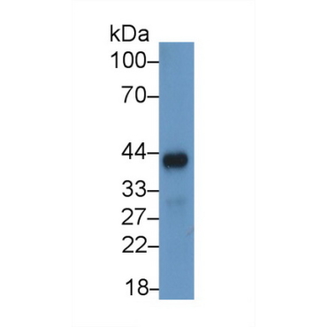 Beta Actin (ACTB) Human Monoclonal Antibody