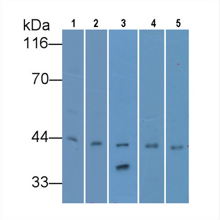 Beta Actin (ACTB) Canis familiaris; Canine (Dog), Pig, Bovine (Cattle) Monoclonal Antibody