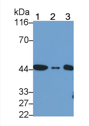 Actin Alpha 2, Smooth Muscle (ACTa2) Human, Mouse, Rat Monoclonal Antibody