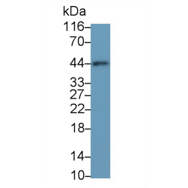 Actin Alpha 2, Smooth Muscle (ACTa2) Human, Mouse, Rat Monoclonal Antibody