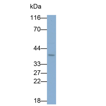 Tetraspanin 30Cluster of Differentiation 63 (CD63) Human Monoclonal Antibody