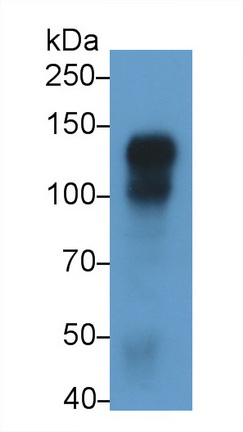 Cadherin 5 (CDH5) Rat Monoclonal Antibody