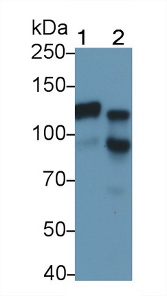 Cadherin 5 (CDH5) Rat Monoclonal Antibody