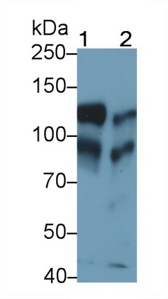 Cadherin 5 (CDH5) Rat Monoclonal Antibody