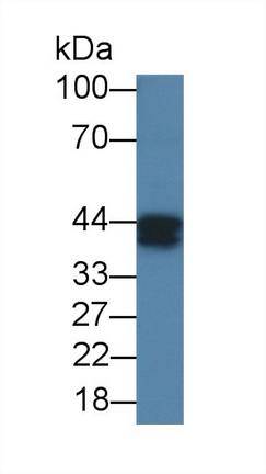 Ovalbumin (OVA) Pan-species (General) Monoclonal Antibody
