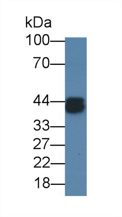 Ovalbumin (OVA) Pan-species (General) Monoclonal Antibody