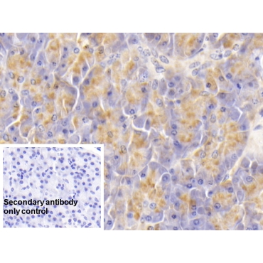 Salivary Alpha Amylase (AMY1A) Human Monoclonal Antibody