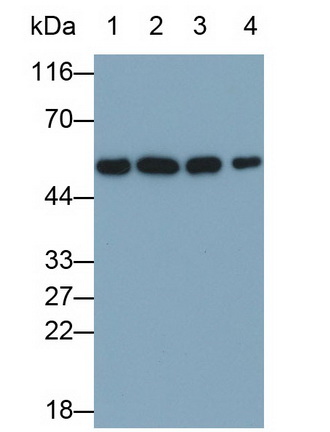 Calreticulin (CALR) Rat Monoclonal Antibody