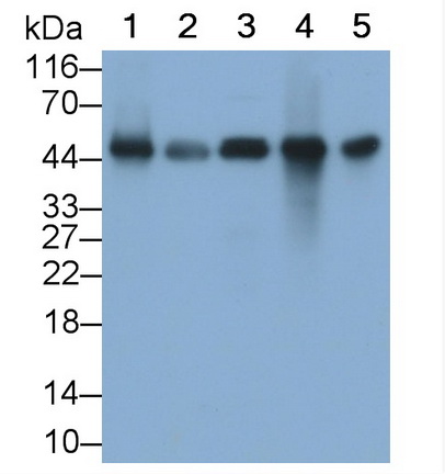 Calreticulin (CALR) Rat Monoclonal Antibody