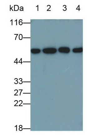 Calreticulin (CALR) Rat Monoclonal Antibody