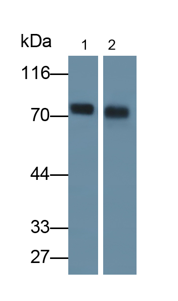 Dystrophin (DMD) Human Monoclonal Antibody