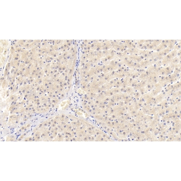 CD300 Antigen Like Family Member C (CD300c) Human Monoclonal Antibody