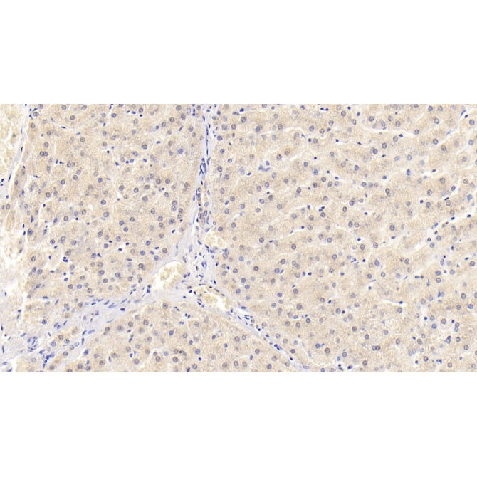 CD300 Antigen Like Family Member C (CD300c) Human Monoclonal Antibody