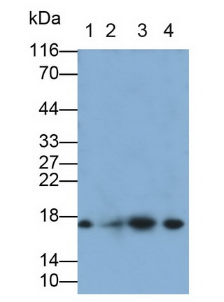 Interleukin 21 (IL21) Rat Monoclonal Antibody