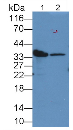 Lactate Dehydrogenase B (LDHB) Rat Monoclonal Antibody