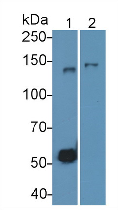 Cluster Of Differentiation (CD163) Rat Monoclonal Antibody