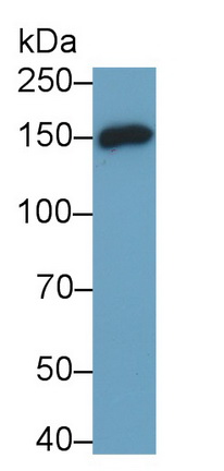 Cluster Of Differentiation (CD163) Rat Monoclonal Antibody