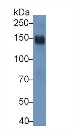 Cluster Of Differentiation (CD163) Rat Monoclonal Antibody