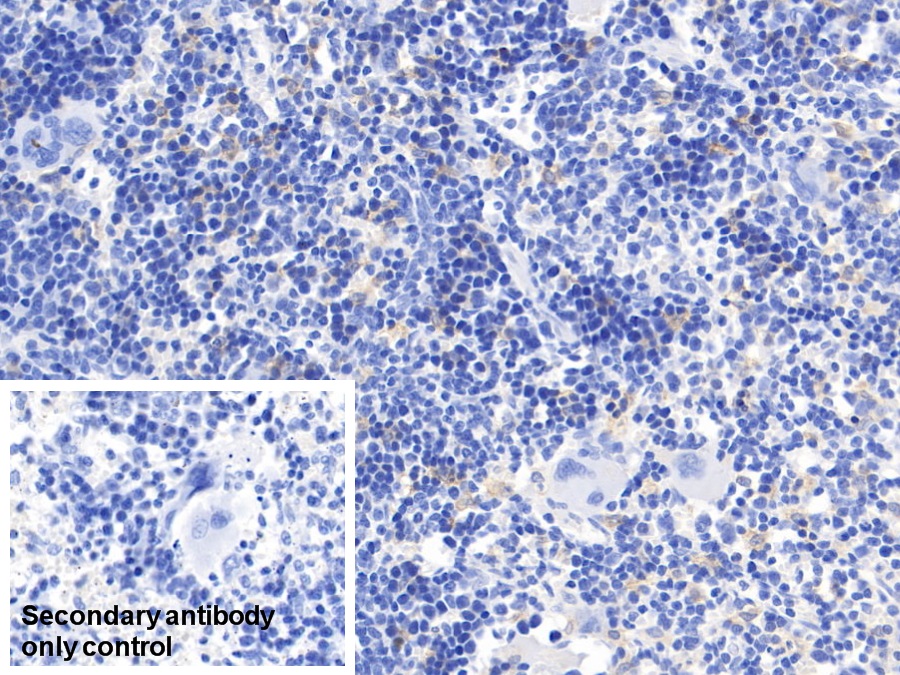 Cluster Of Differentiation (CD163) Rat Monoclonal Antibody