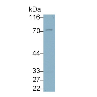 Immunoglobulin Superfamily, Member 12 (IGSF12) Mouse Monoclonal Antibody