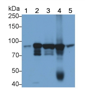 Signal Transducer And Activator Of Transcription 3 (STAT3) Human, Mouse, Rat Monoclonal Antibody
