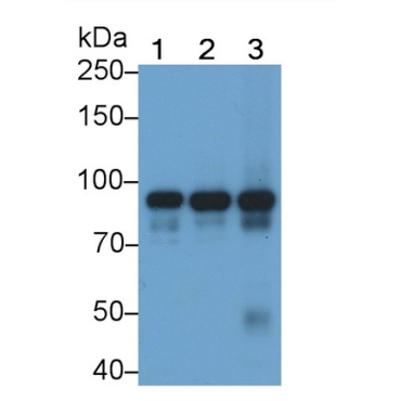 Signal Transducer And Activator Of Transcription 3 (STAT3) Human, Mouse, Rat Monoclonal Antibody