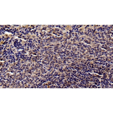 Signal Transducer And Activator Of Transcription 3 (STAT3) Human, Mouse, Rat Monoclonal Antibody