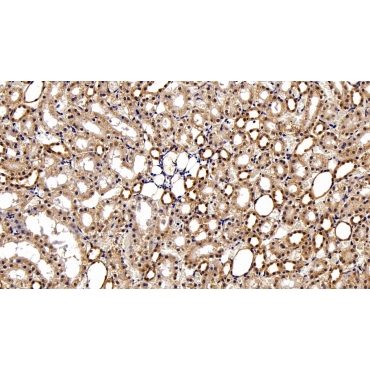 Signal Transducer And Activator Of Transcription 3 (STAT3) Human, Mouse, Rat Monoclonal Antibody