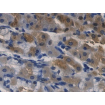 Ribonuclease A3 (RNASE3) Human Monoclonal Antibody