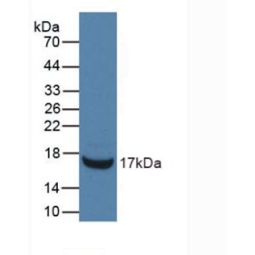 Ribonuclease A3 (RNASE3) Mouse Monoclonal Antibody