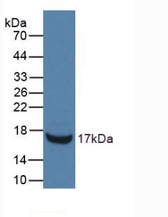 Ribonuclease A3 (RNASE3) Mouse Monoclonal Antibody