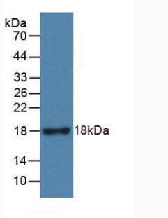 Ribonuclease A3 (RNASE3) Rat Monoclonal Antibody