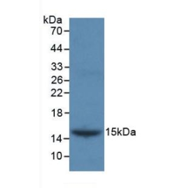 Inhibin Beta B (INHbB) Chicken (Gallus) Monoclonal Antibody