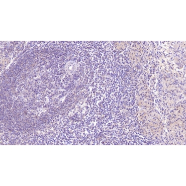 Sialic Acid Binding Ig Like Lectin 7 (SIGLEC7) Human Monoclonal Antibody