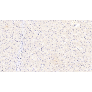 Sialic Acid Binding Ig Like Lectin 8 (SIGLEC8) Human Monoclonal Antibody