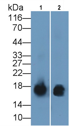 S100 Calcium Binding Protein A9 (S100A9) Human Monoclonal Antibody