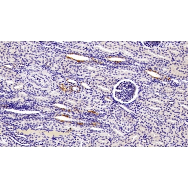 Selenoprotein P1, Plasma (SEPP1) Human Monoclonal Antibody