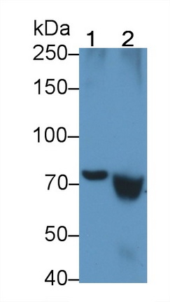 Transglutaminase 2 (TGM2) Mouse Monoclonal Antibody
