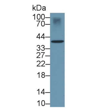 Cluster Of Differentiation 83 (CD83) Mouse Monoclonal Antibody