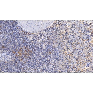 Cluster Of Differentiation 3d (CD3d) Human Monoclonal Antibody