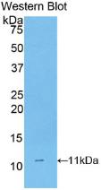 Cluster Of Differentiation 3d (CD3d) Rat Monoclonal Antibody
