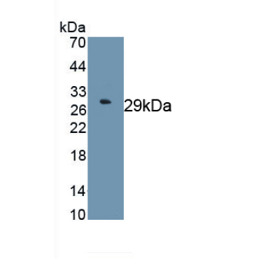 Forkhead Box P3 (FOXP3) Bovine (Cattle) Monoclonal Antibody
