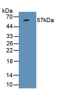 Forkhead Box P3 (FOXP3) Rat Monoclonal Antibody