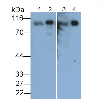 Angiotensin I Converting Enzyme 2 (ACE2) Rat Monoclonal Antibody