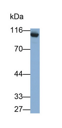 Angiotensin I Converting Enzyme 2 (ACE2) Rat Monoclonal Antibody