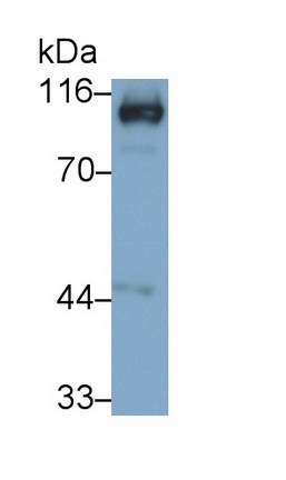 Angiotensin I Converting Enzyme 2 (ACE2) Rat Monoclonal Antibody