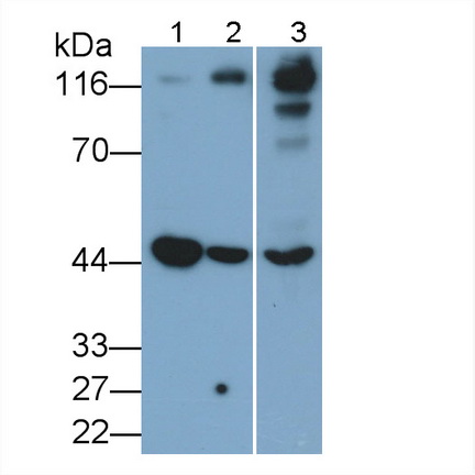 Angiotensin I Converting Enzyme 2 (ACE2) Rat Monoclonal Antibody