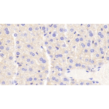 Apolipoprotein C3 (APOC3) Mouse Monoclonal Antibody