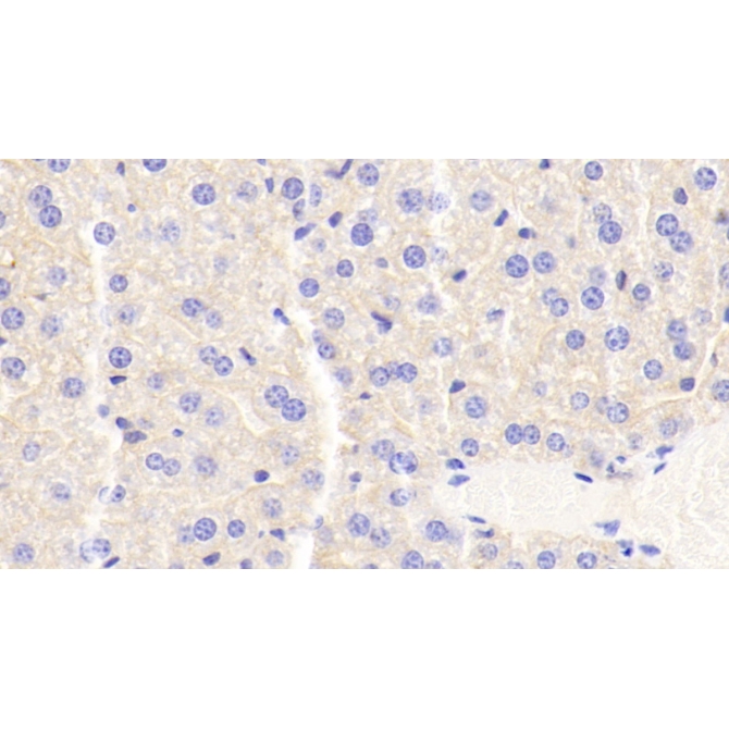 Apolipoprotein C3 (APOC3) Mouse Monoclonal Antibody